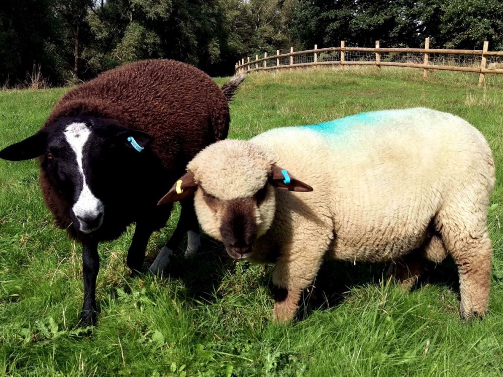 Sweet Tree Home Care How Farm Helps People with Autism