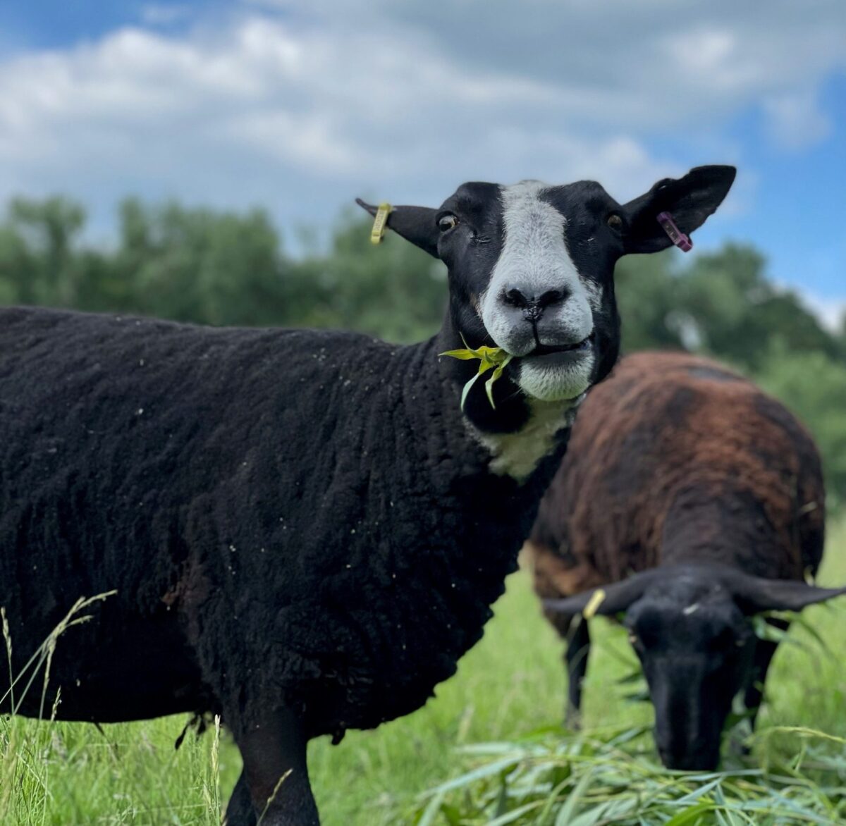 black sheep in field